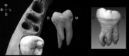 denisovan tooth.gif